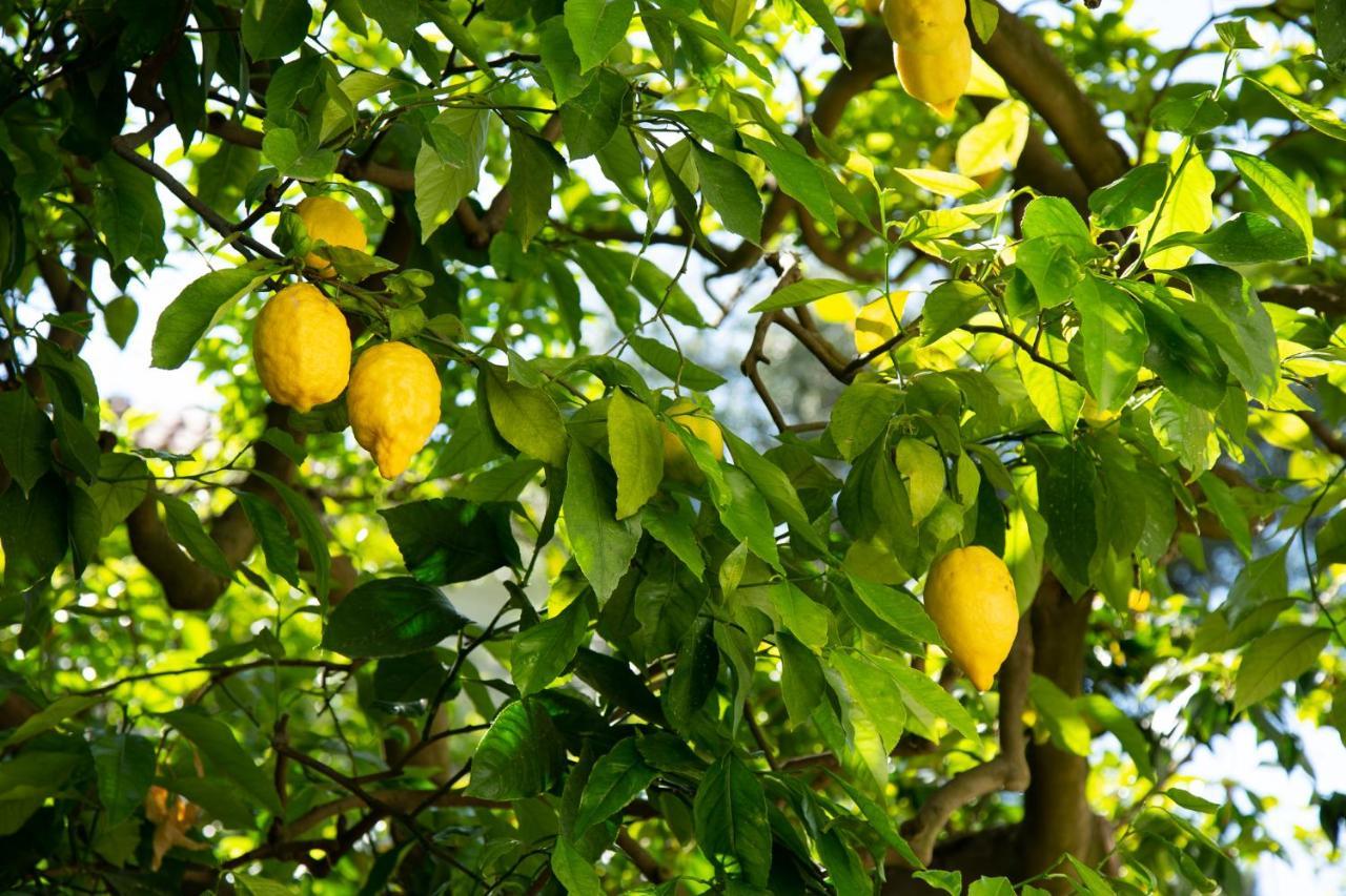 Donna Elisa * Península Sorrentina